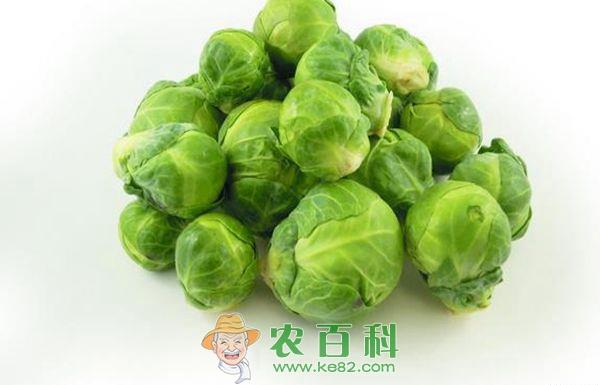比利时是球芽甘蓝最大加工商