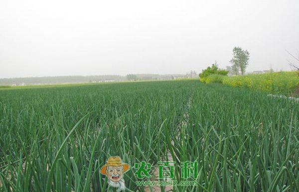 洋葱紫斑病如何防治