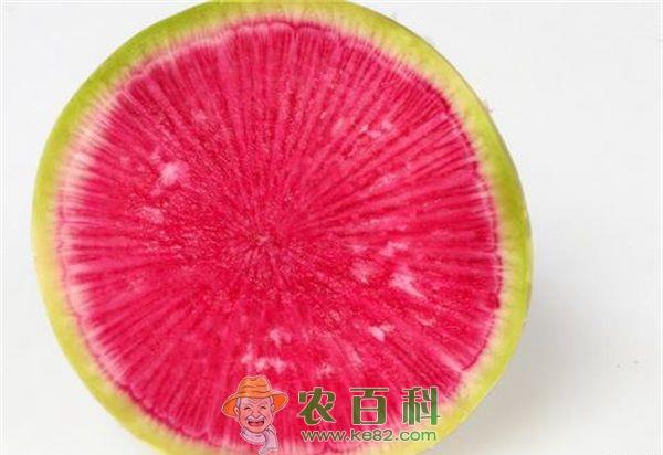 心里美萝卜露地冬播春收栽培技术