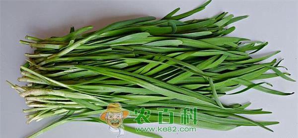 韭菜鸡蛋饺子馅的做法