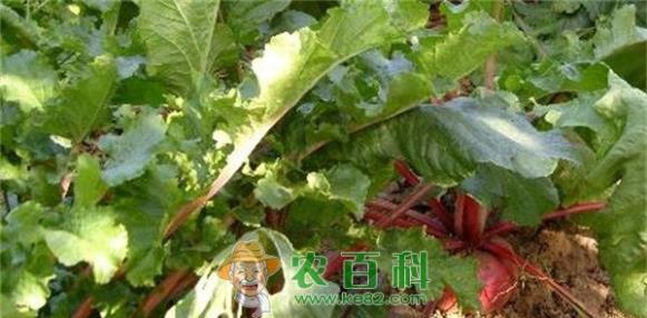 心里美 心里美萝卜黑腐病及防治措施