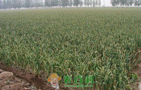 冬季栽培蒜苔要点