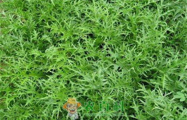 冬种雪里红种植要点 冬种雪里红种植要点