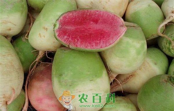 心里美萝卜为什么长裂