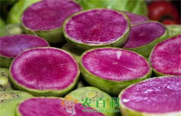 心里美萝卜的相关资料