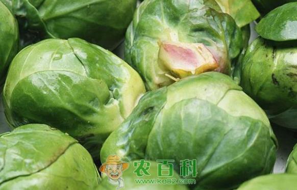 卷心菜贮藏的注意要点