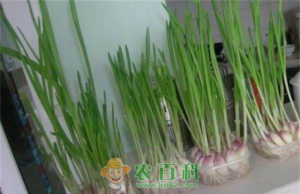 蒜苗 山东伏秋蒜苗种植技术