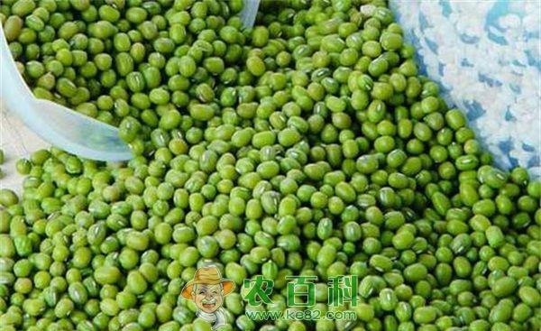 绿豆 14绿豆饼的前身—贫者饼