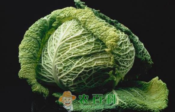 糖尿病人可以吃卷心菜吗