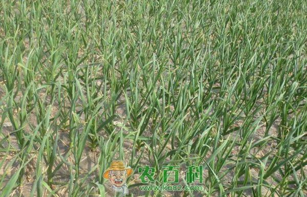 冬春季节大棚蒜苗种植方法