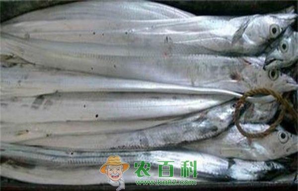 东海现捕的野生带鱼，每条3.8元