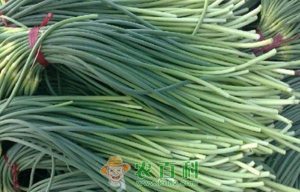 蒜苔贮藏期的管理--土客网网 蒜苔贮藏期的管理