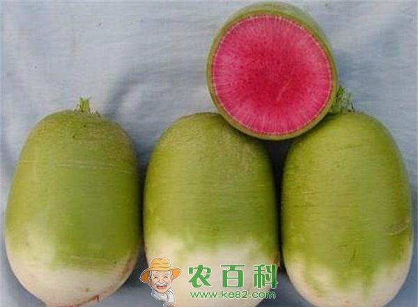 关于萝卜的品种