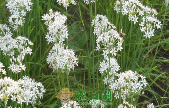 韭菜灰霉病无公害防治技术 韭菜灰霉病无公害防治技术
