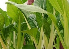 夏秋加茬小白菜的栽培