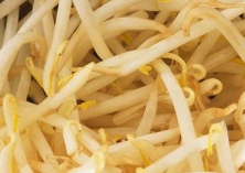 盒式黑豆芽无公害栽培