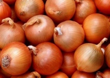 地膜洋葱栽植前后抓好四点