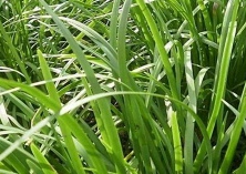 棚室韭菜种植的疫病的防治