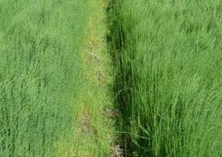 黑龙江兰西升级打造全国最大亚麻纺编织产业园区