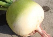 心里美萝卜挖心能增产