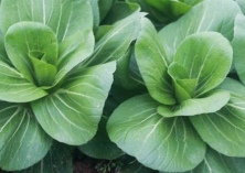 小白菜新品种“暑绿”、“寒笑”、“翠夏”