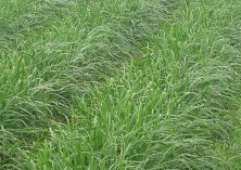 荞麦枕（其实是细菌虫子的大本营）