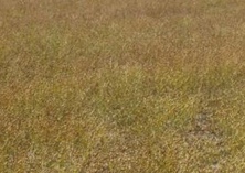 张家港口岸亚麻进口量倍增