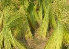 亚麻的种植要求