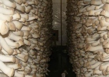 如何对杏鲍菇进行排袋敞口诱菇