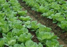 小白菜育苗移植方法