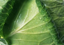 上海家乐福今起亏本卖卷心菜