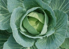 卷心菜不只是蔬菜