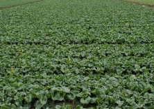 小白菜立枯病防治方法