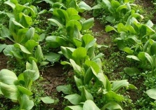 小白菜做法的介绍