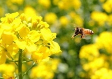 洛南推进全域旅游狠抓油菜花种植