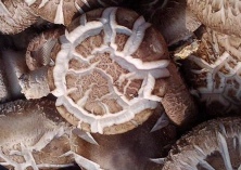 永平香菇变身致富新“引擎”