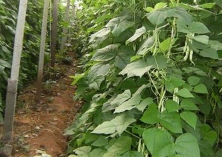 芸豆种植的畸形的原因及预防
