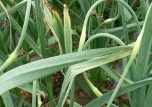 永年（又到蒜苔丰收时）