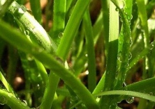 韭菜灰霉病无公害防治技术
