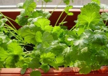 香菜夏秋栽培技术