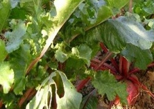 秋冬上市心里美萝卜巧栽培