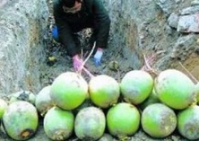 秋心里美萝卜的无公害种植