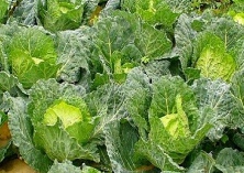 抱子甘兰像迷你卷心菜