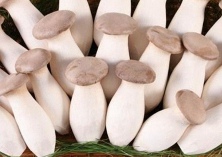 春季杏鲍菇怎样才能多出菇 春季杏鲍菇怎样才能多出菇