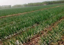 洋葱种植的定植技巧