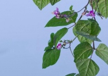 种植矮芸豆立秋正适时