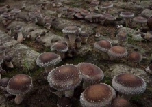 邓州:40名庄稼汉“恋”上香菇外地取经