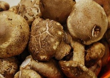 西峡农商银行（促进香菇产业快速发展）