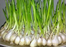 蒜苗选种与播种