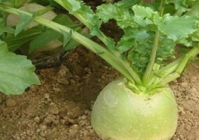 秋季心里美萝卜种植技术